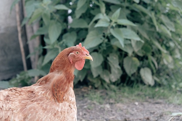 【朗報】鶏肉の「最強の部位」ついに決まる