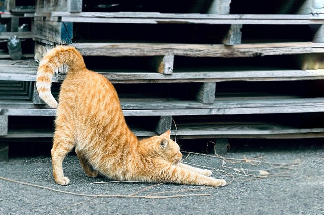 筋トレめっちゃ流行ってんのにストレッチはイマイチよな
